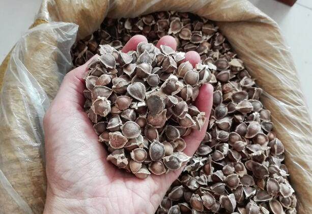 辣木籽的功效與作用有很多，但這5類人群不適合食用