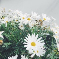 曝光！美世投資不正規(guī)！老師指導(dǎo)操作虧損慘重怎么辦？