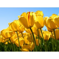 東城國際騙局遭揭秘!無法出金被騙虧損真相大曝光