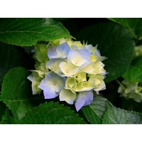 博易大師閃電手被騙虧損50萬真實經歷披露,血汗錢已成功要回