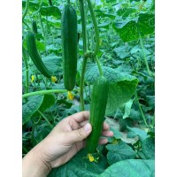 遂寧嫁接黃瓜苗基地 秋延黃瓜育苗廠家