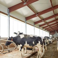 養(yǎng)殖場(chǎng)卷簾布防寒保溫豬場(chǎng)卷簾布防曬遮陽防水雞舍牛場(chǎng)卷簾篷布