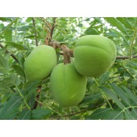 供應林昱宏文冠果