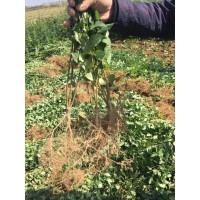 大果高產(chǎn)藥用連翹苗-連翹苗價(jià)格-藥用連翹苗-高產(chǎn)藥用連翹苗